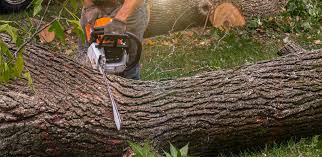 Reliable Gillette, WY Tree Care Solutions