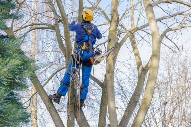 How Our Tree Care Process Works  in  Gillette, WY
