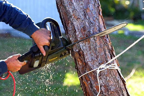Best Lawn Maintenance Plans  in Gillette, WY