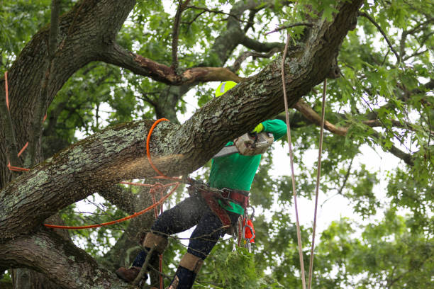 Best Tree Trimming and Pruning  in Gillette, WY
