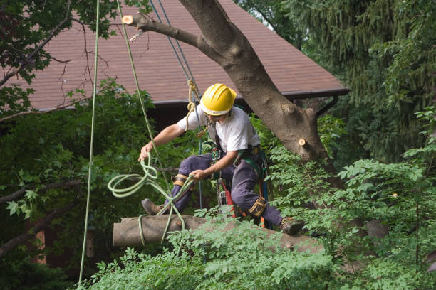 Best Tree Health Inspection  in Gillette, WY