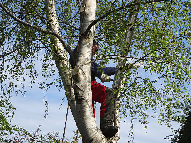 Best Tree Maintenance Programs  in Gillette, WY